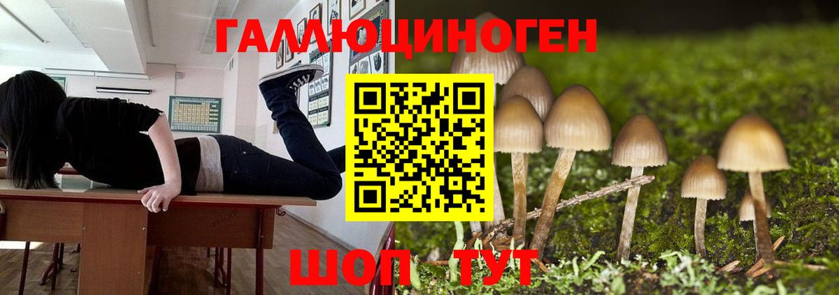 Волгоград  Галлюциногенные грибы Cubensis  Вход с VPN  Псилоцибиновые грибы прущие грибы 